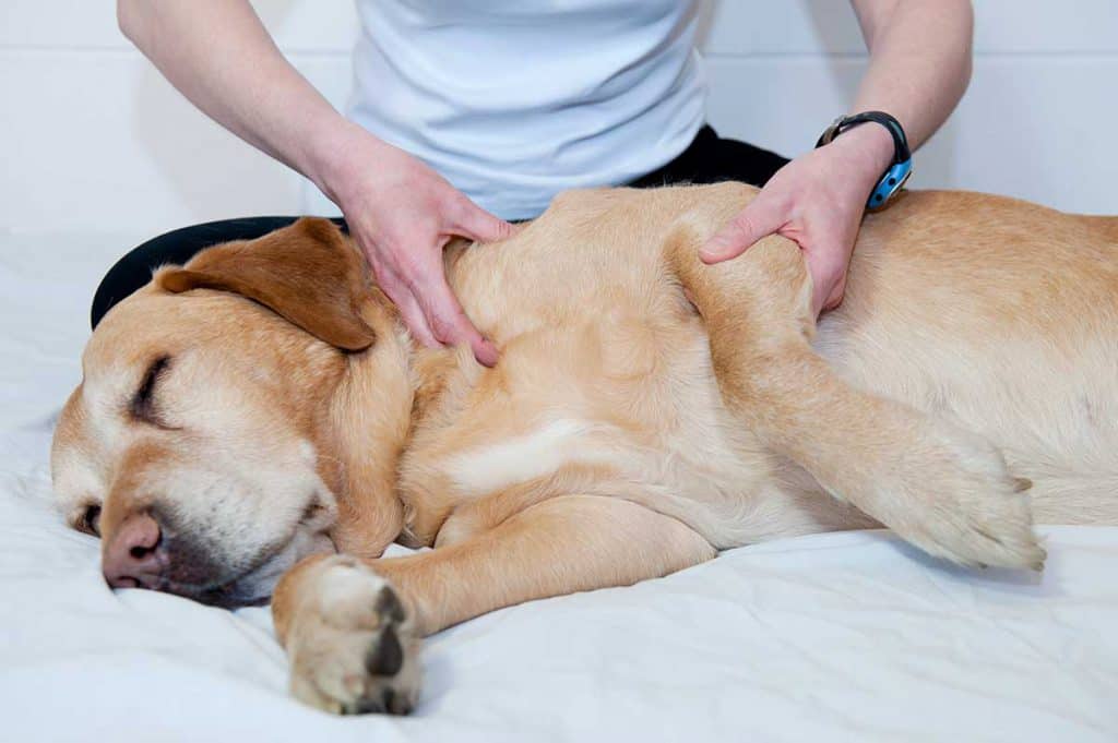 Detailaufnahme Hund bei Physiotherapie-Behandlung an Schulter